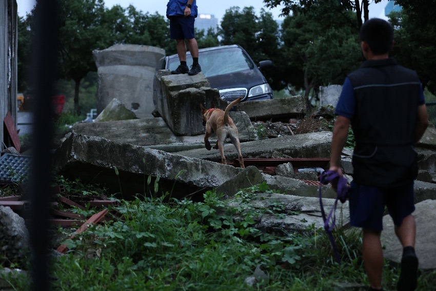 7月9日，成都市，四川省森林消防總隊搜救犬訓(xùn)練基地，搜救犬“黑皇”正在搜尋被困人員。程雪力攝