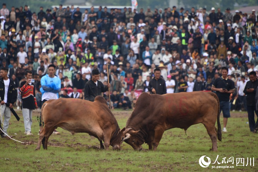 火把節(jié)上的斗牛比賽。人民網(wǎng) 趙祖樂攝