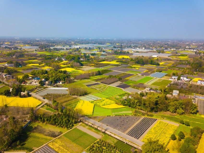 郫都區(qū)安德鎮(zhèn)農(nóng)業(yè)景觀。成都市規(guī)劃和自然資源局供圖