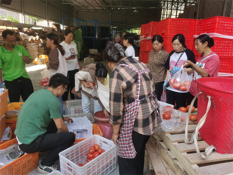 游客到任澤席位番茄基地采購番茄。茂縣融媒體中心供圖