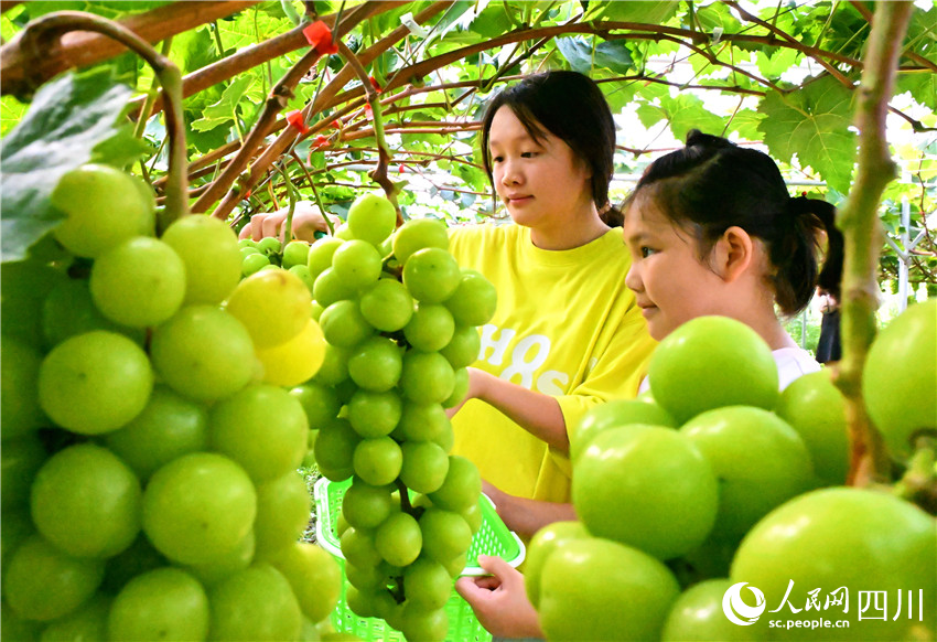 眼波流轉(zhuǎn)碧玉輝。人民網(wǎng)記者 劉海天攝