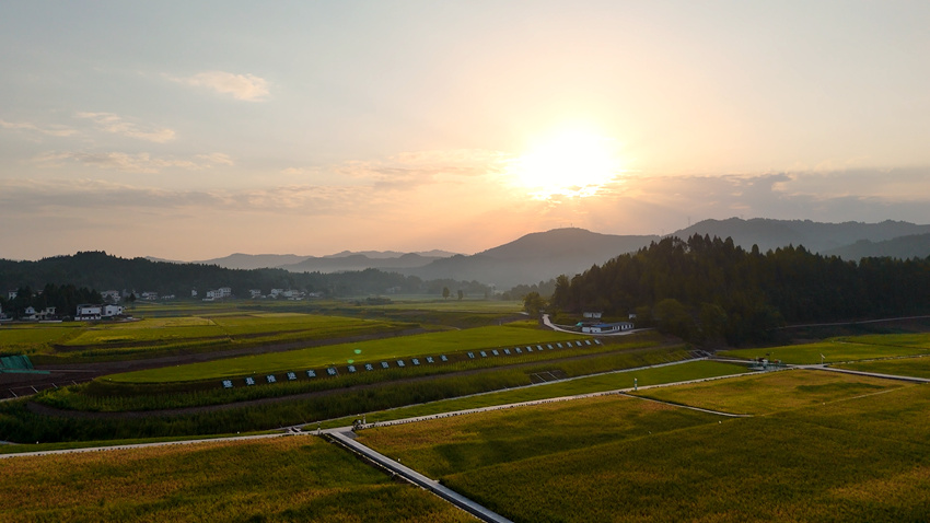 蓬安高標準農(nóng)田河舒基地。蓬安融媒體中心供圖