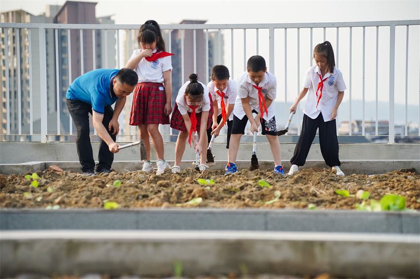 9月1日，在眉山市彭山區(qū)鵬利小學(xué)“空中農(nóng)田”，學(xué)生正忙著種植農(nóng)作物。彭山區(qū)委宣傳部供圖