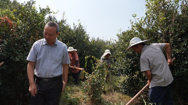 農(nóng)戶們對樹根進行除草、護蔸。徐振宇供圖