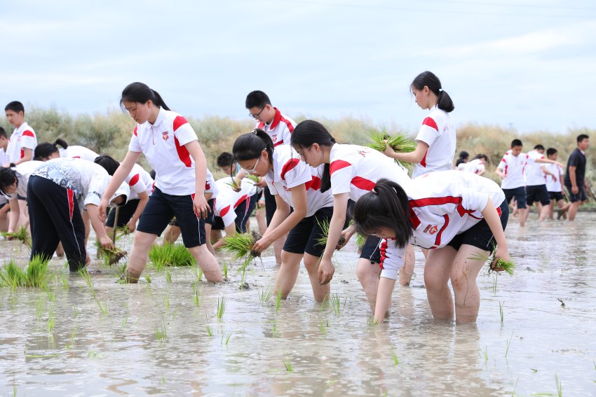 勞動實踐課程。成都七中初中學(xué)校供圖