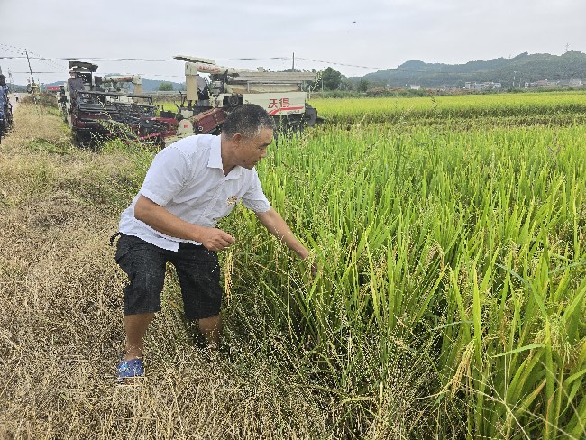 綿陽(yáng)市游仙區(qū)彩利種植專(zhuān)業(yè)合作社理事長(zhǎng)楊彩利查看水稻長(zhǎng)勢(shì)。四川省武都引水工程運(yùn)管中心供圖