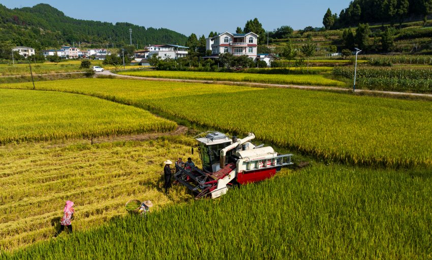 機(jī)器收割。閬中市委宣傳部供圖