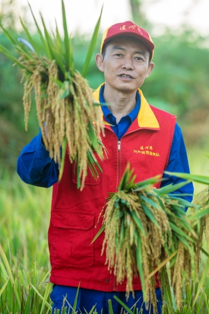 連心橋共產(chǎn)黨員服務(wù)隊(duì)在通江縣廣納鎮(zhèn)銅缽山村幫助農(nóng)戶搶收水稻。