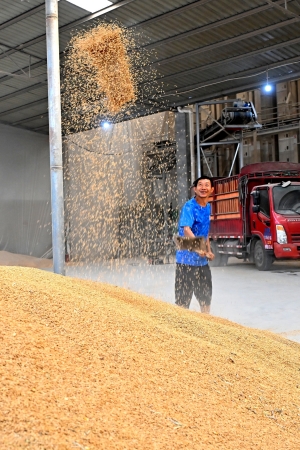 仁壽縣珠嘉鎮(zhèn)五谷園種植專業(yè)合作社糧食烘干房，工人正在整理已烘干的稻谷。