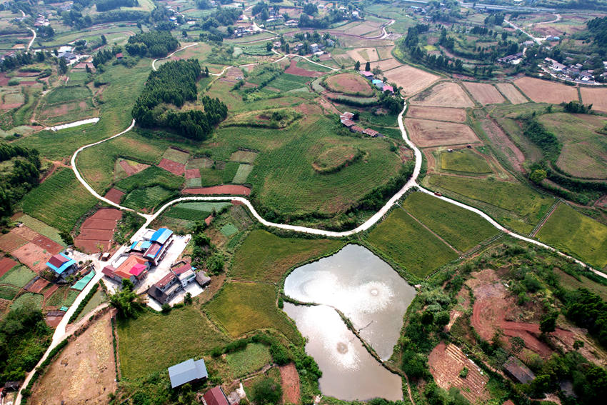 蓬南鎮(zhèn)鐘山村水稻種植基地。受訪者供圖