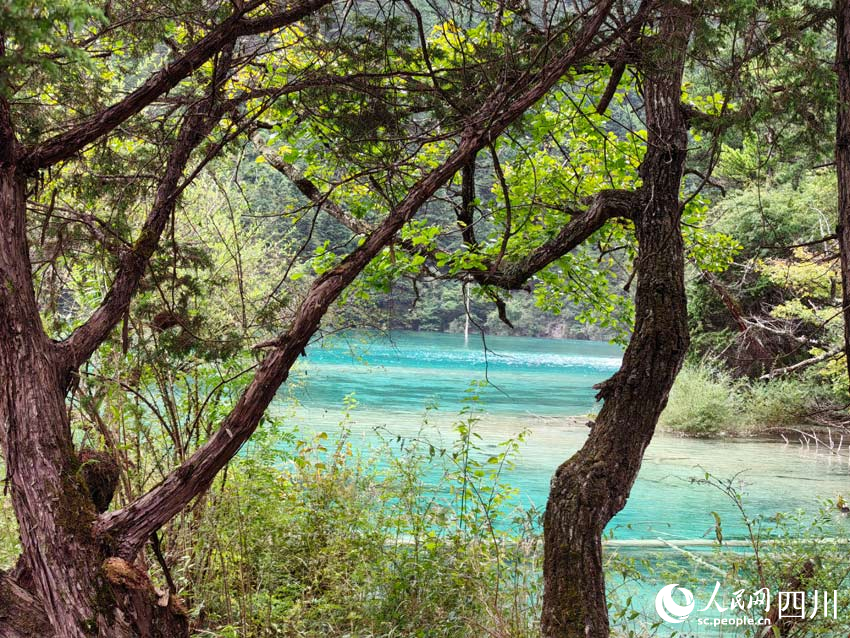 美麗的九寨溝風(fēng)景。人民網(wǎng)記者 劉海天攝