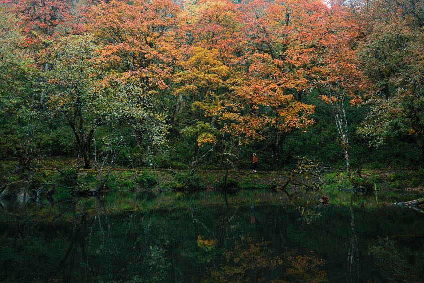 杜鵑棧道。二郎山喇叭河景區(qū)供圖