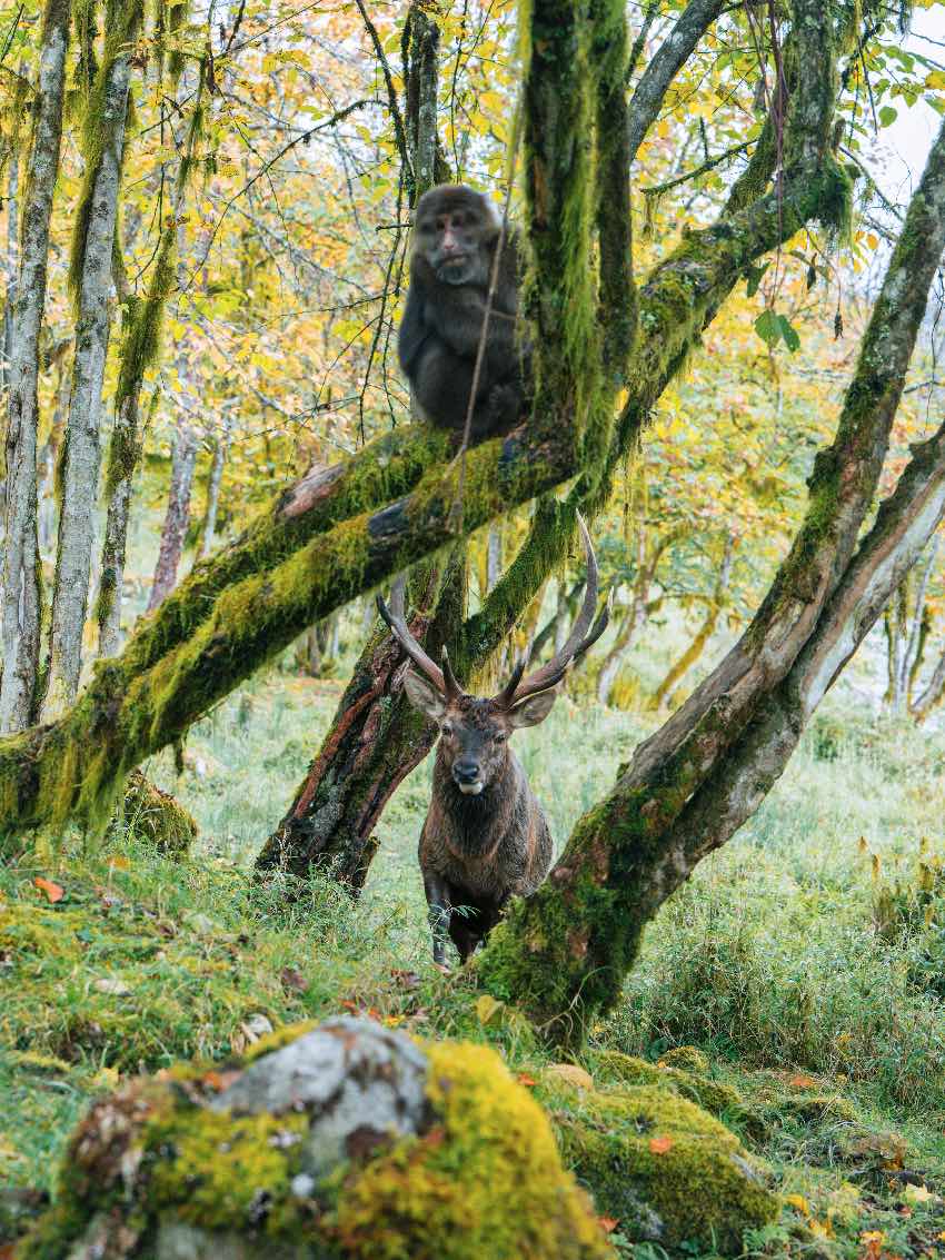 野生動物。二郎山喇叭河景區(qū)供圖