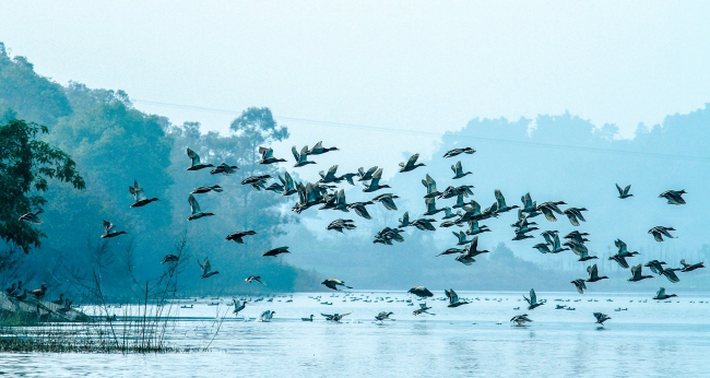 阿林群鳥圖。景區(qū)供圖