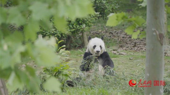 成都大熊貓繁育研究基地的熊貓。人民網(wǎng)記者 張榮攝